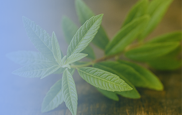  檸檬馬鞭草提取物