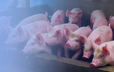  瑞達狀（豬場）